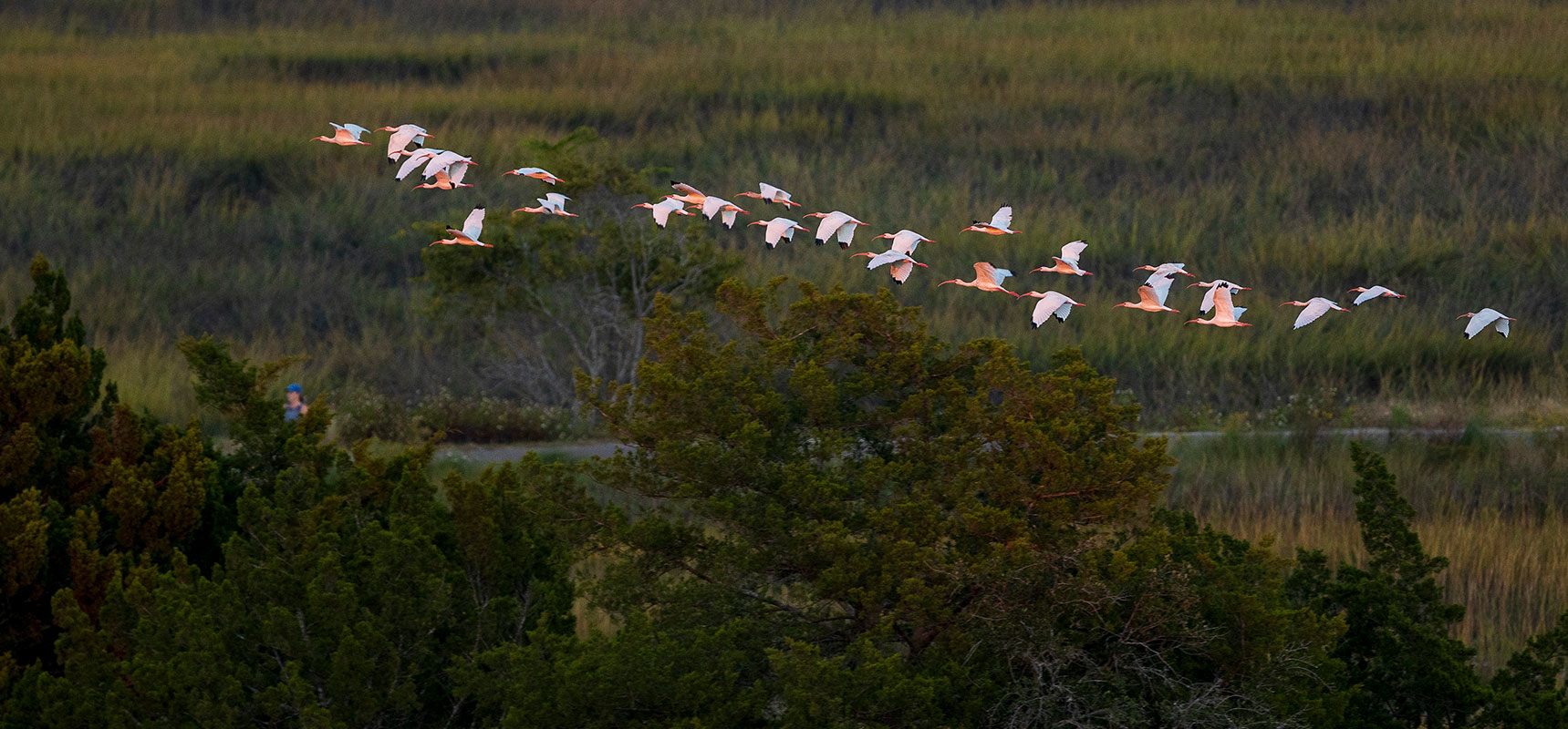 The pink tones of sunset color a flock of white ibises flying over the marsh in Port Royal.