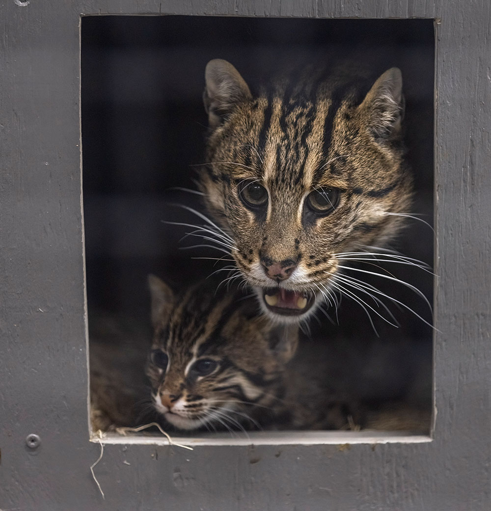 Tallulah the fishing cat guards her baby, Ondine.