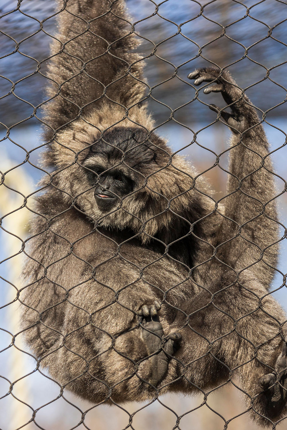 The Greensboro Science Center is home to a family of four javan gibbons (apes, not monkeys).
