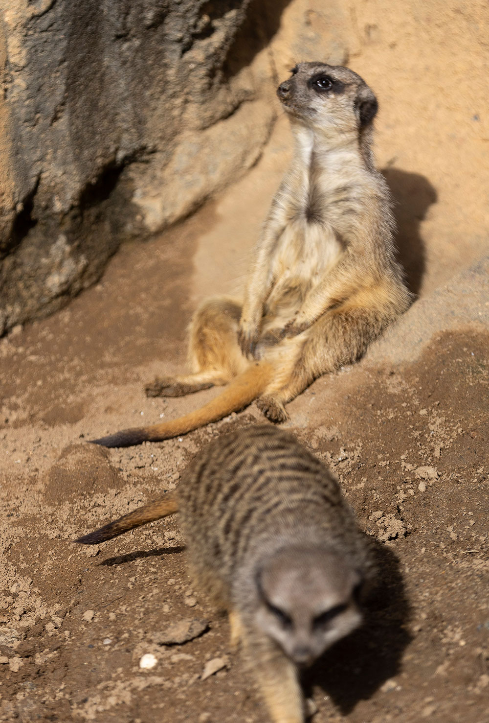 The Greensboro Science Center is home to a group (or mob) of meerkats.