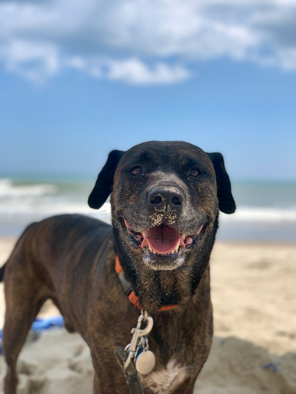 Oliver is a 10-year-old mutt who is pure love. Rescued out of Durham from Hope Animal Rescue, he stole our hearts at first glance. He loves to hike, go to the beach, and spend every Sunday at Two Roosters Ice cream ... his favorite treat. - Rebekah and David