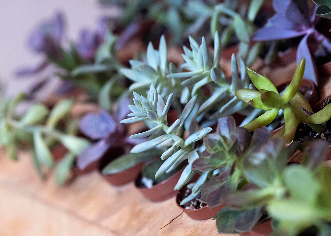 At The ZEN Succulent in downtown Raleigh, your own living landscape awaits!