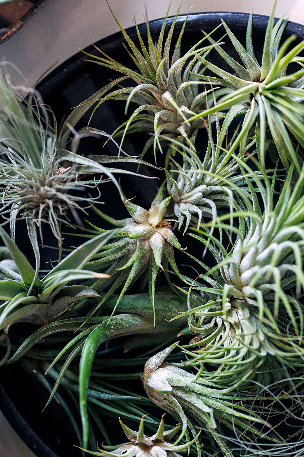 In addition to succulents, the store sells air plants.